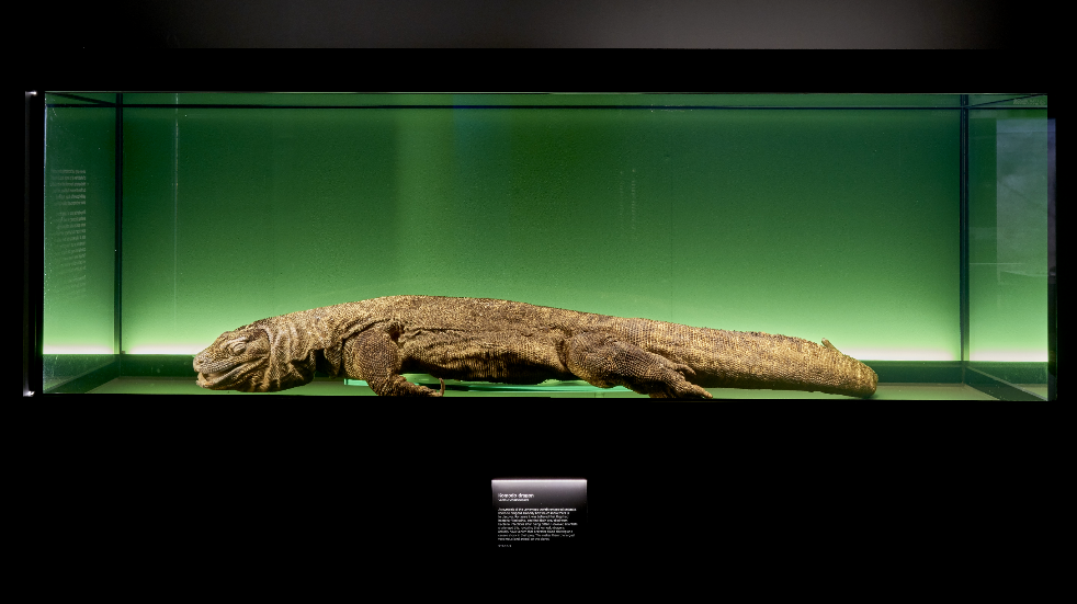 Komodo dragon on display at The Natural History Museum